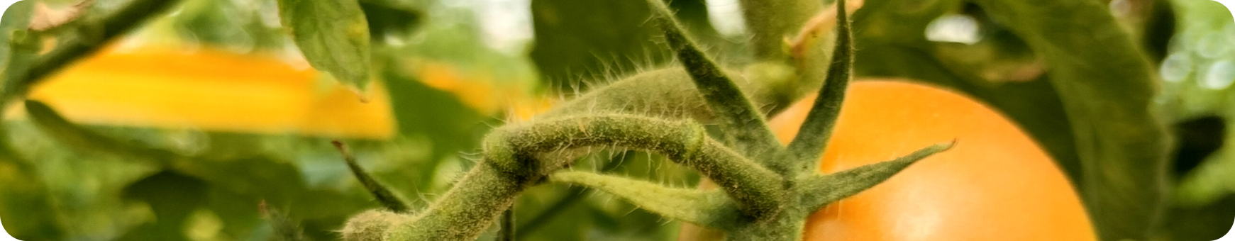 Green Farm Background