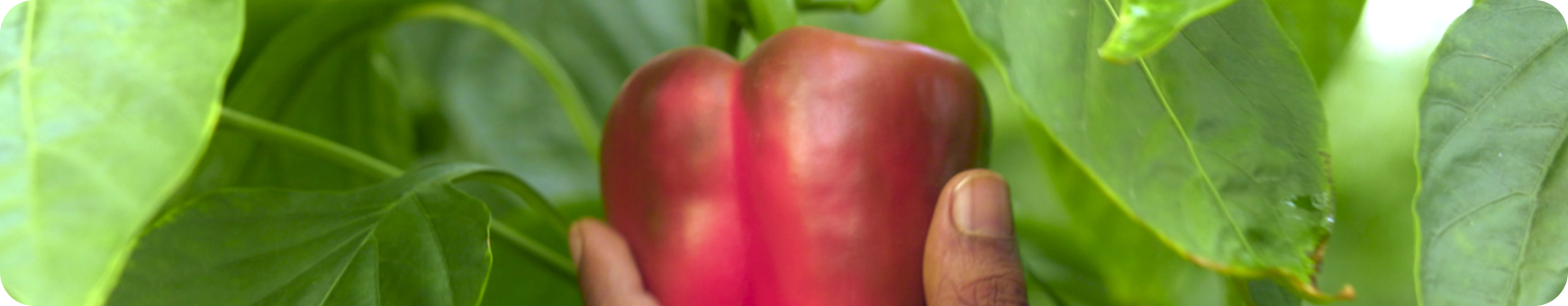 Green Farm Background